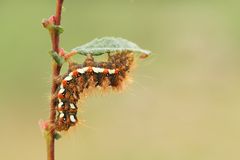 " Acronicta rumicis "