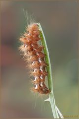 Acronicta rumicis (Linnaeus, 1758) Lepidoptera Noctuidae