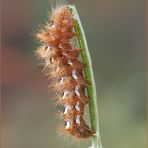 Acronicta rumicis (Linnaeus, 1758) Lepidoptera Noctuidae