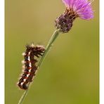 Acronicta (Viminia) rumicis