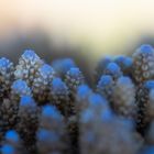 ____acropora____________________