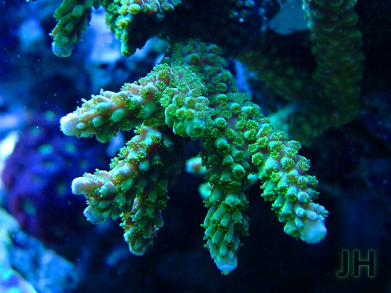 Acropora Enzman