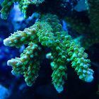 Acropora Enzman