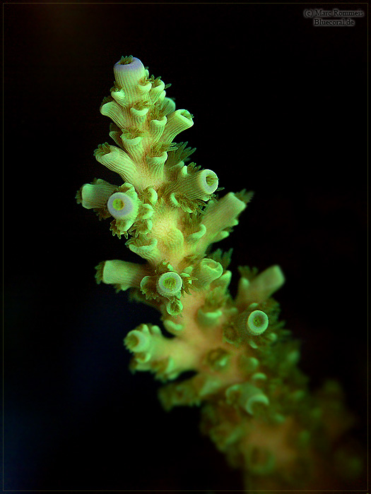 Acropora in gelb