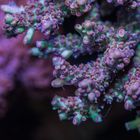 Acropora microclados