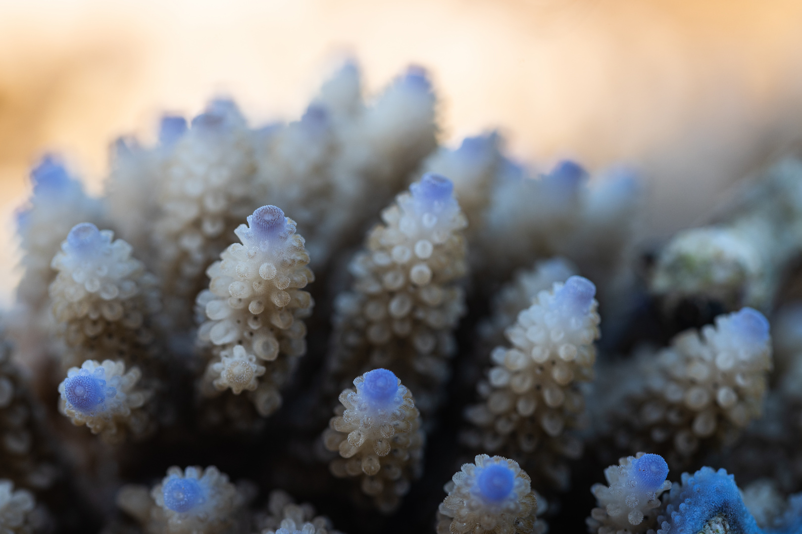 _____Acropora nasuta_____