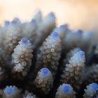 _____Acropora nasuta_____