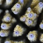 ______acropora nasuta____