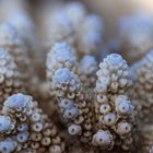 ____acropora nasuta________