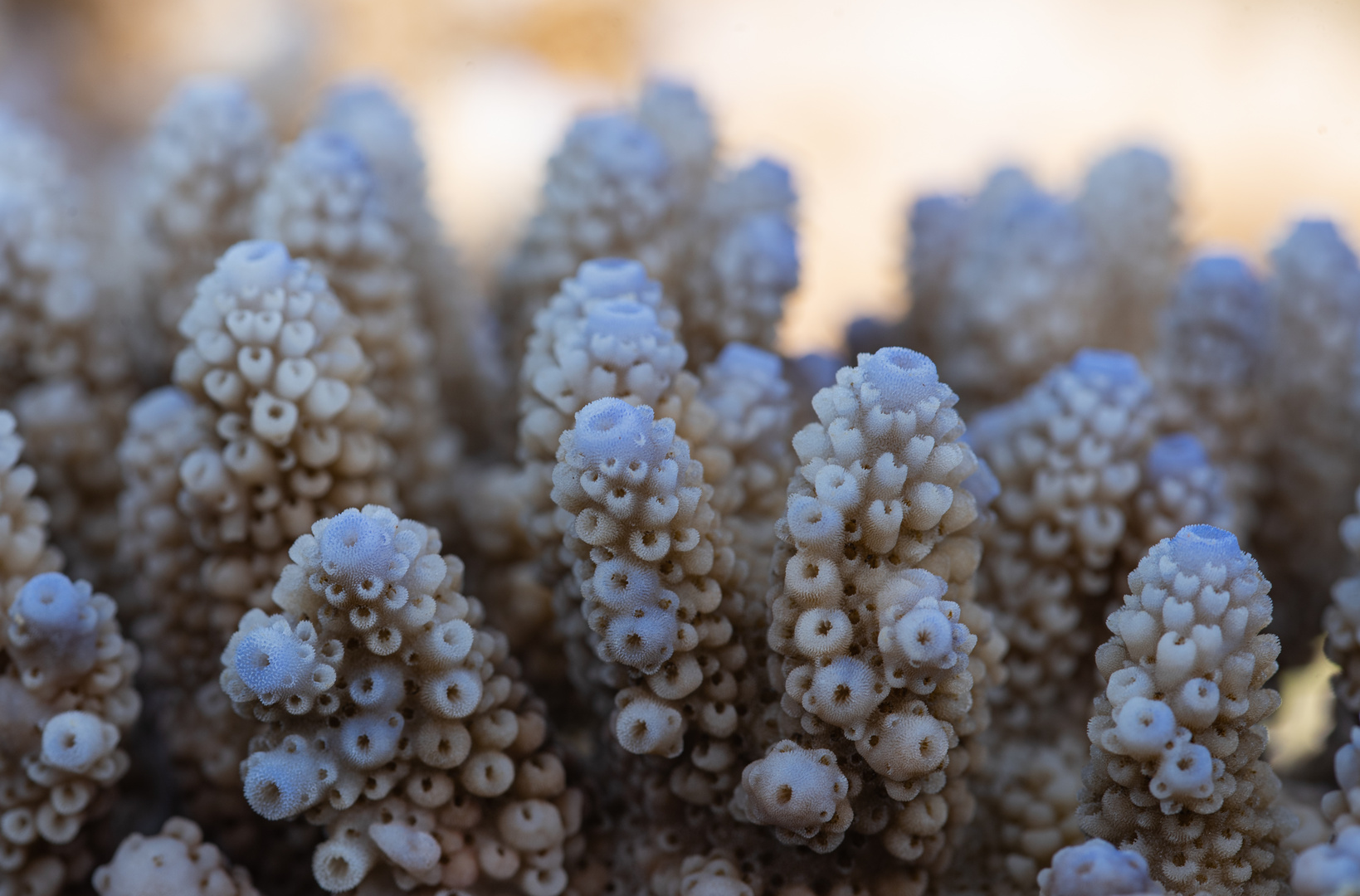 _____Acropora Nasuta______