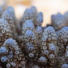 _____Acropora Nasuta______