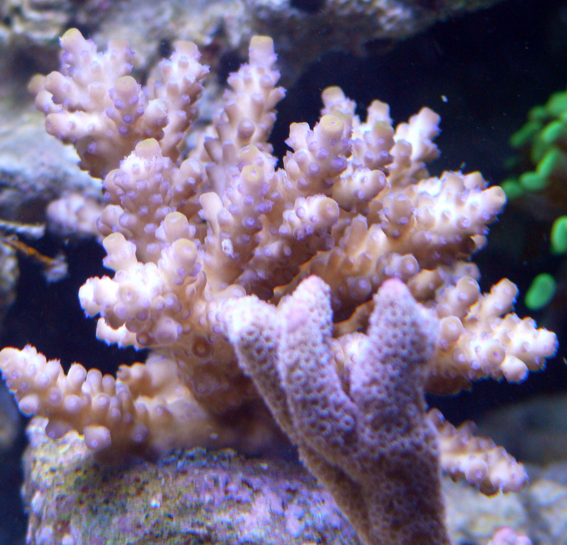 Acropora Sp