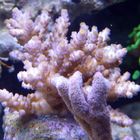 Acropora Sp