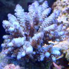 Acropora Sp.