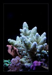 Acropora sp