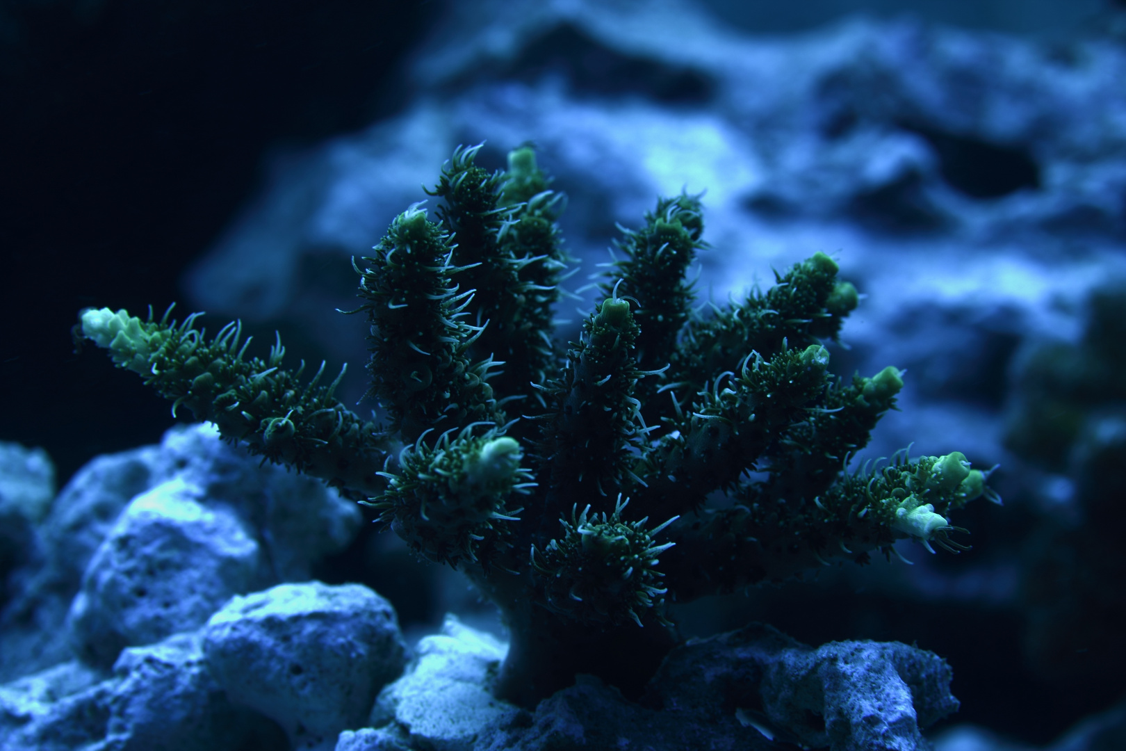 Acropora/Grün