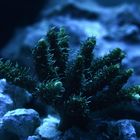 Acropora/Grün