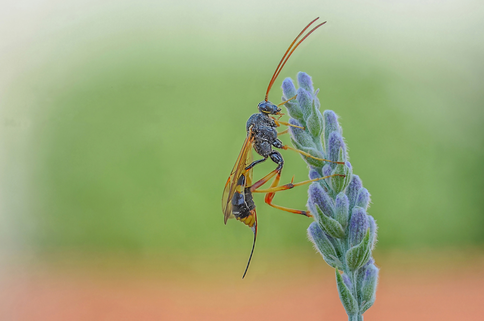 Acroricnus seductor 