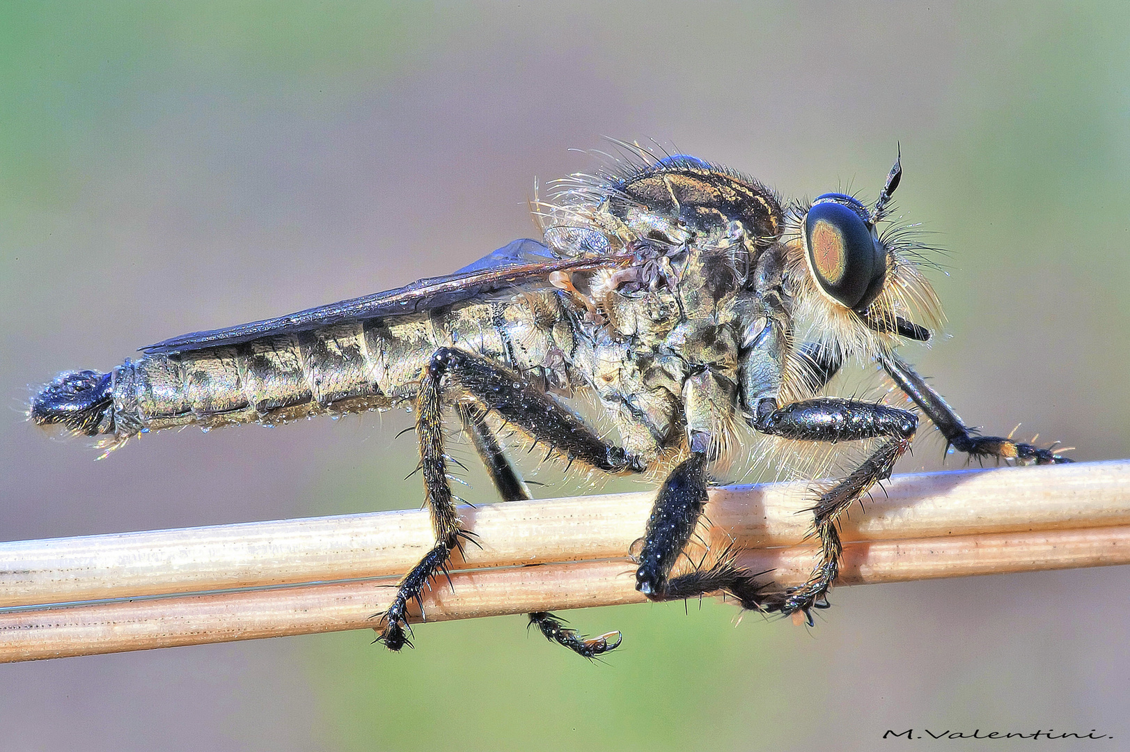 Acrosathe Annulata.