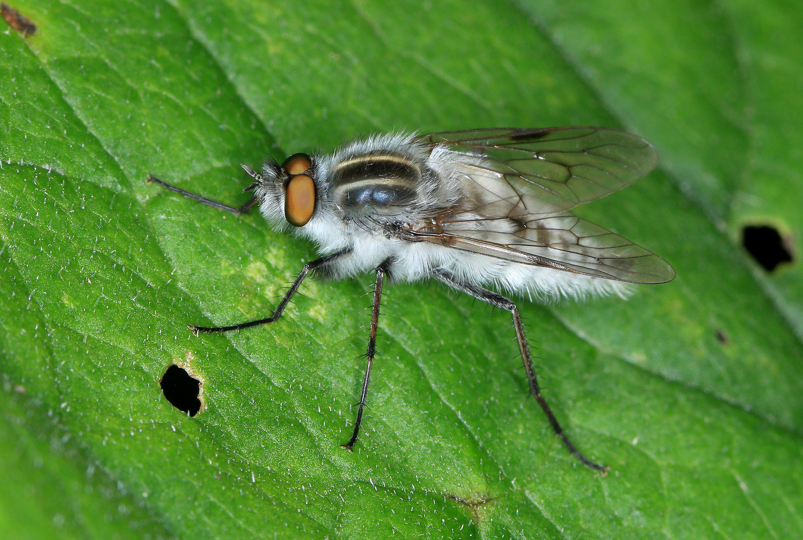 Acrosathe annulata, Luchsfliege, stiletto fly, male