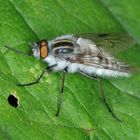 Acrosathe annulata, Luchsfliege, stiletto fly, male