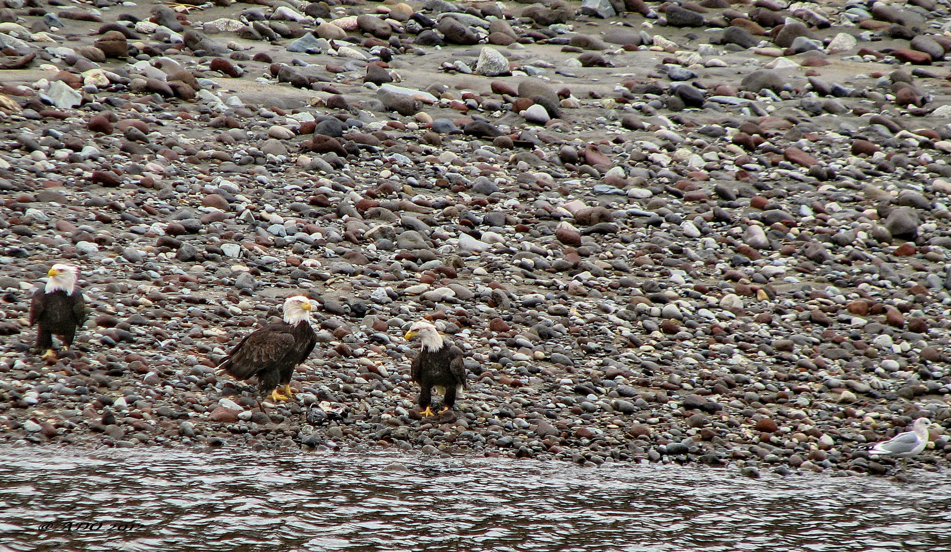 Across the Cheakamus River