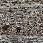 Across the Cheakamus River