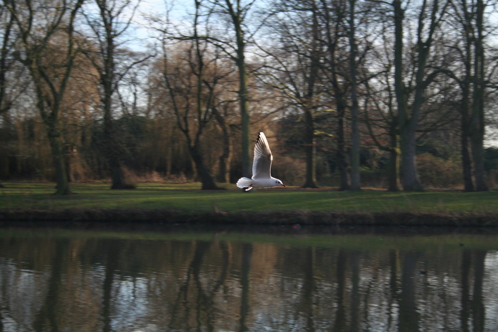 Across the lake