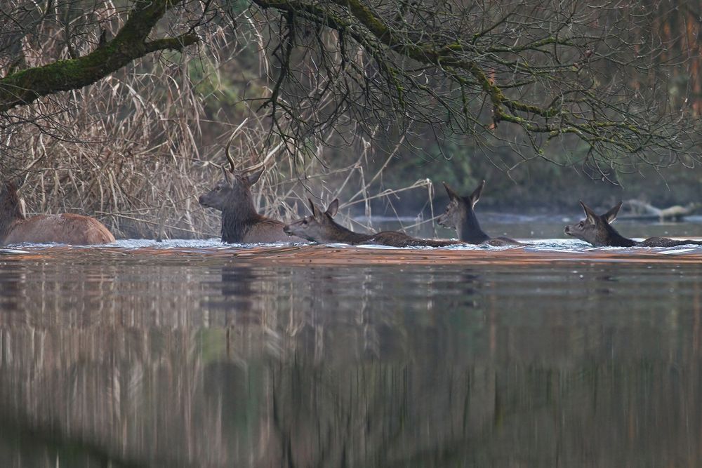 Across The Marshlands