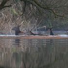 Across The Marshlands