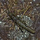Acrostira bellamyi (Gomera - endemische Heuschrecke)
