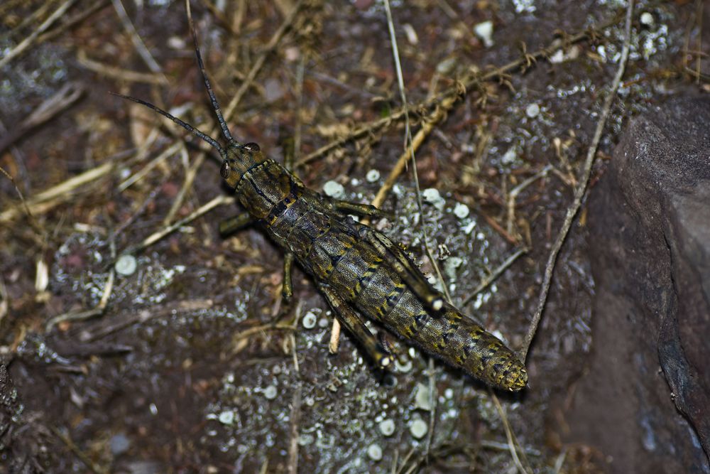 Acrostira bellamyi (Gomera - endemische Heuschrecke)