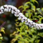 Actaea racemosa - Trauben-Silberkerze