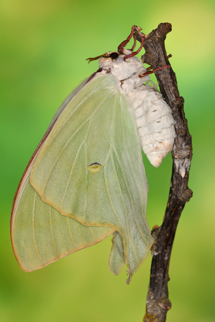 Actias aliena