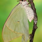 Actias aliena