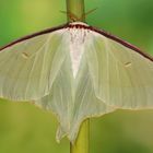 Actias aliena