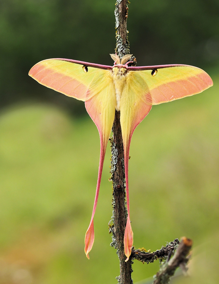 Actias dubernardi 