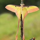 Actias dubernardi 