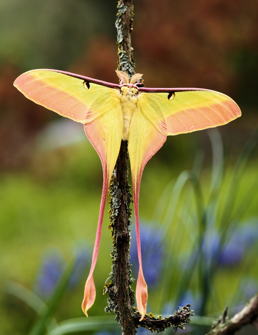 Actias dubernardi 