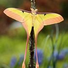 Actias dubernardi 