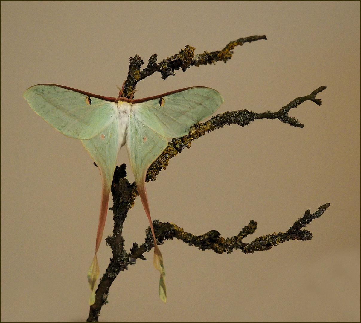 Actias dubernardi 