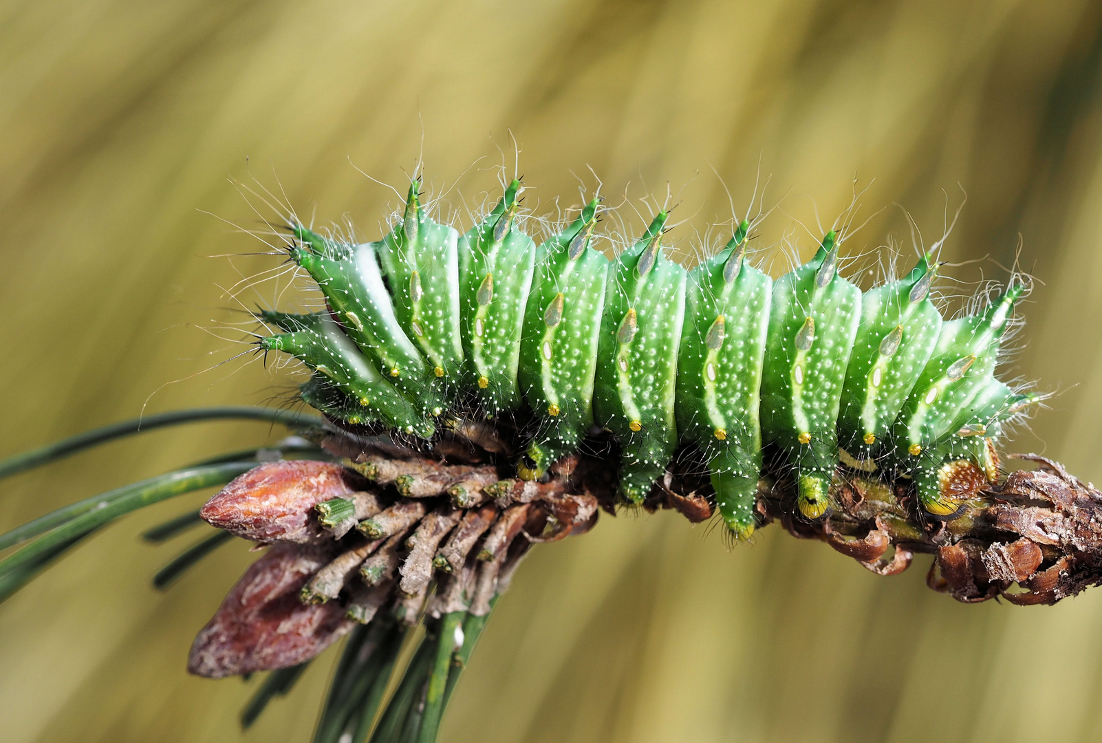 Actias dubernardi 