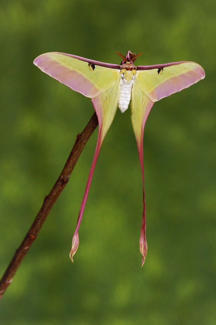 ....Actias dubernardi....