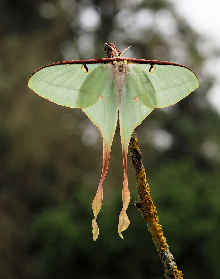 Actias dubernardi 