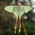 Actias dubernardi 