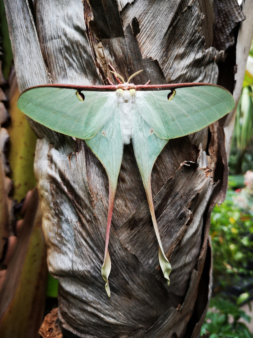 Actias dubernardi 