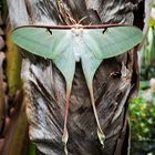 Actias dubernardi 