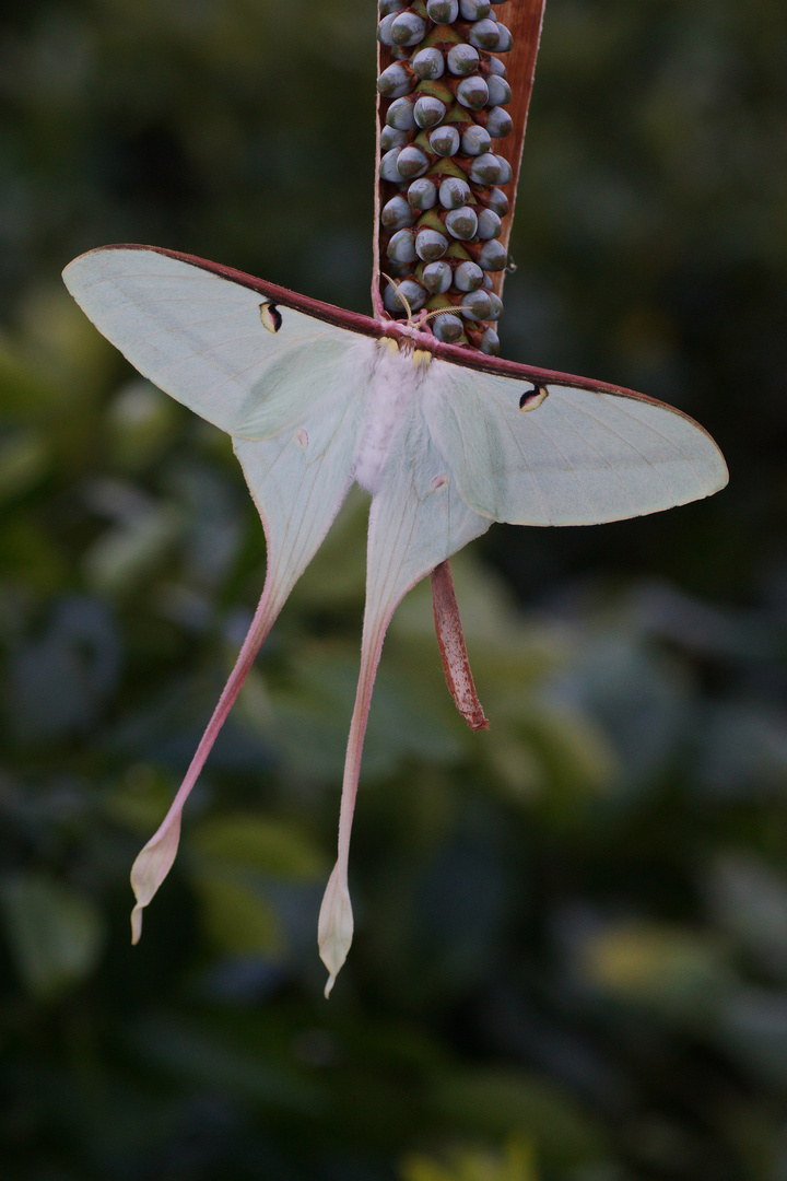 Actias dubernardi