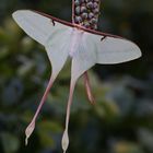 Actias dubernardi