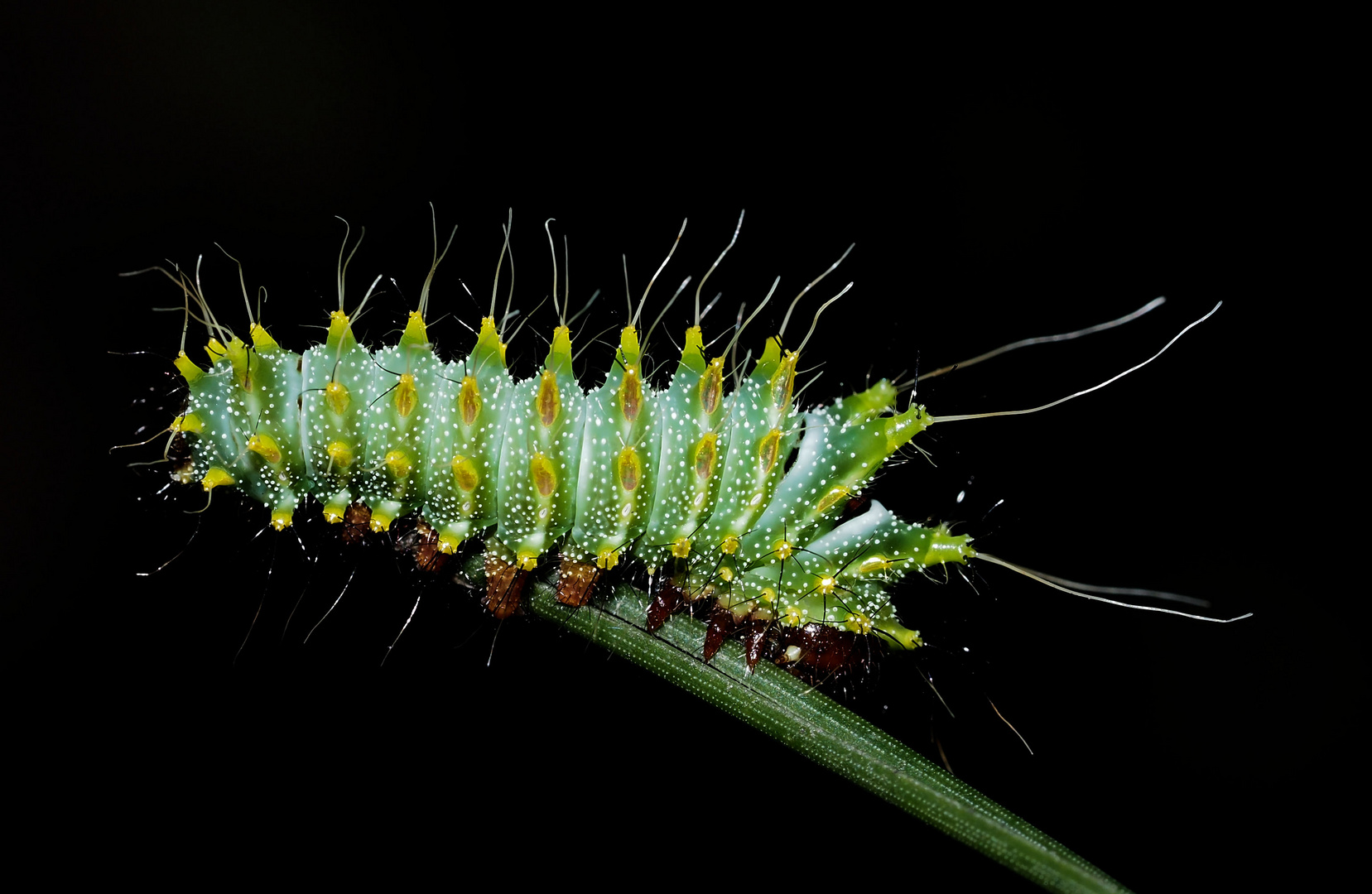 Actias dubernardi Raupe...